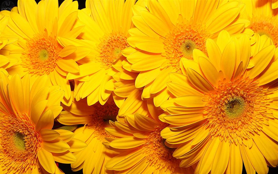 Sunflowers Florist